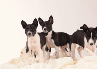 Basenji dogs puppy on grey background