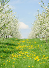 Obraz premium blooming garden with white bloom