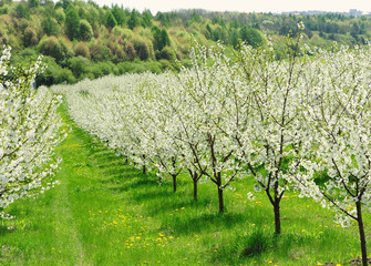 blooming garden with white bloom
