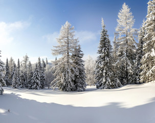 Trees covered with hoarfrost and snow in mountains