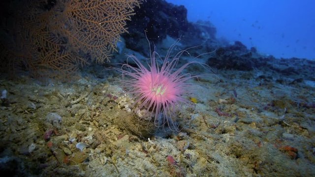 Pink tube anemone in reef wall at Apo Island, Philippines 