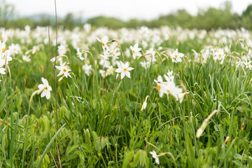 Valley of daffodils