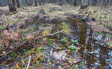 reflected in a pool of forest and swamp in the spring on  cloudy day