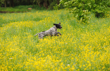 Happy dog running through a meadow with buttercups