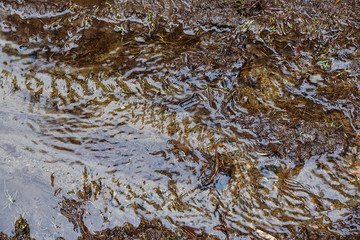streams of water in a spring brook closeup blur bokeh