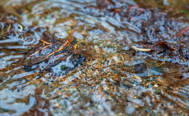 streams of water in a spring brook closeup blur bokeh