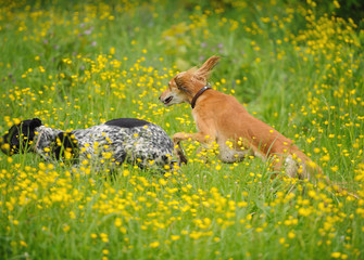 Happy dogs running through a meadow with buttercups