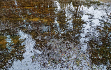 reflected in a pool of forest and swamp in the spring on  cloudy day