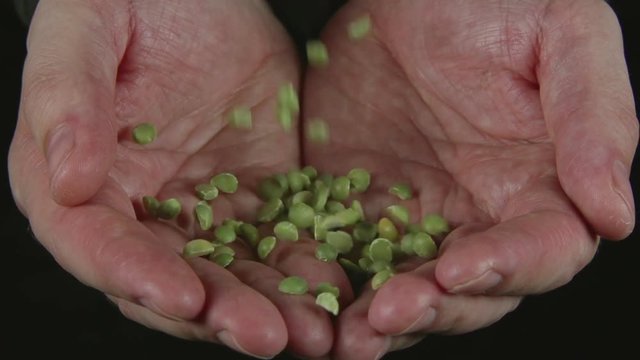 SLOW: A lot of a green peas fall on a human hands