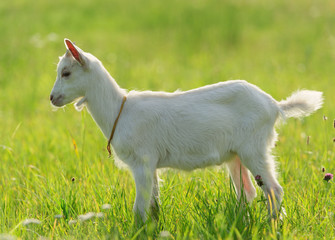 Obraz premium goatling