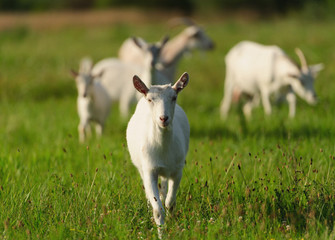 goatling