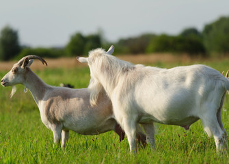 Obraz premium goatling