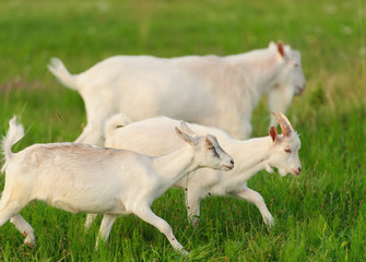 Obraz premium goatling