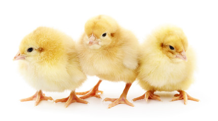 Three yellow chickens.