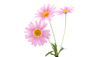 pink daisy isolated