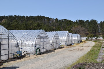 Fototapeta na wymiar 農業用ビニールハウス／山形県庄内地方の農村で、農業用ビニールハウスやビニールトンネルを撮影した写真です。