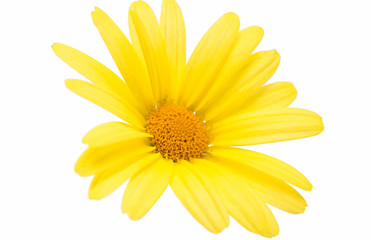 Obraz premium yellow daisies isolated