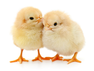 Two yellow chickens.