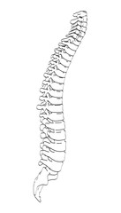 2d cartoon illustration of spinal cord
