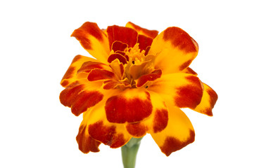 marigold flowers isolated