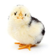 Obraz premium Small yellow chicken.