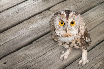 Owl.