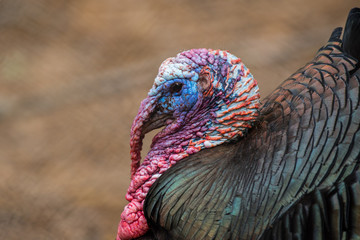 Large Tom Turkey Head Close Up.dng © kellyvandellen