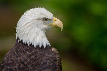 Bald Eagle Looking Right