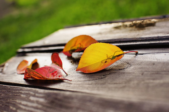 Yellow And Red Leaves Outdoor, Weather Concept, Summertime 