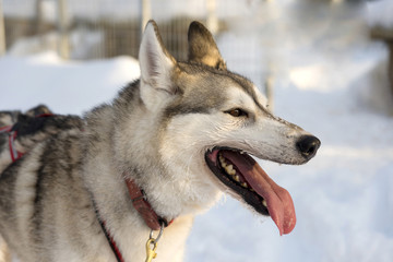 Dogs sledding with huskies in a beautiful wintry landscape, Swed