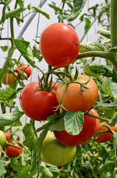 Growing home grown tomatoes