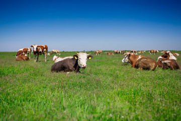 Cow on a summer pasture