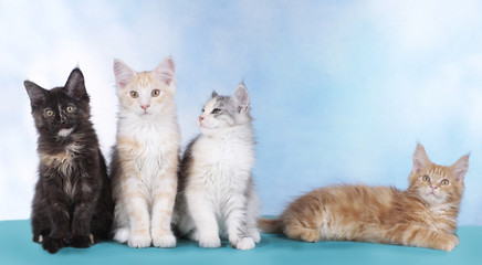 Vier Maine Coon Kätzchen in Reihe vor blauem Hintergrund