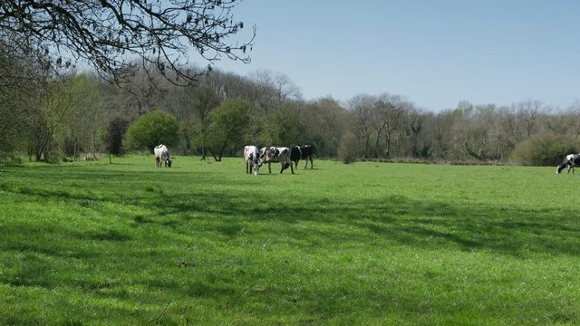 vaches en p&acirc;ture
