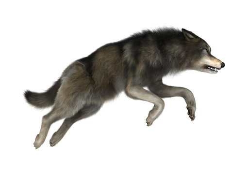 Fototapeta 3D Illustration Wild Wolf on White