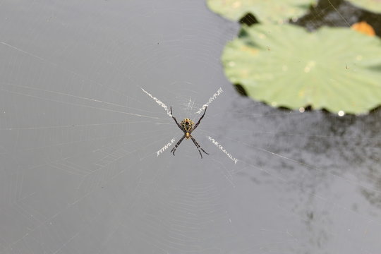 Multi Coloured Argiope Spider On the Web