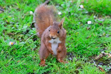 Red squirrel on green meadow