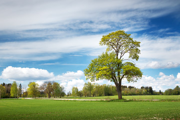 Fototapeta na wymiar Beautiful lonely tree in spring on pature field