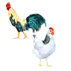 Hen and rooster. Watercolor painting. Can be used for postcards, prints and design.