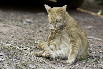 Cats are self-cleaning