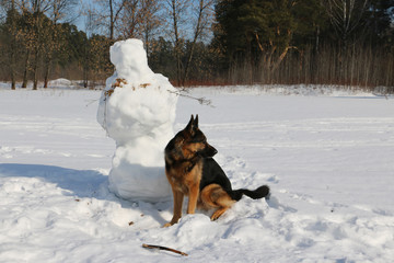 German shepherd dog on snow in spring day