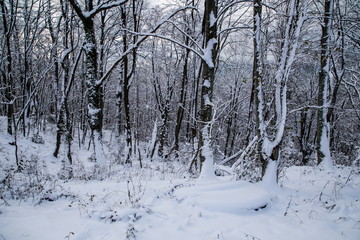 снег,зима,мороз,лес