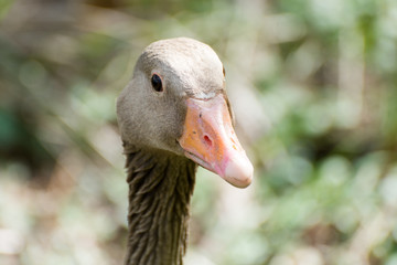 Portrait of a Gray Goose (Head)