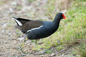  Portrait of Gallinula chloropus, swamp chicken
