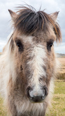 Obraz premium A wild Dartmoor pony stares at the camera, taken on Dartmoor in Devon and Cornwall, England.