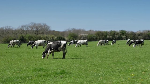 vaches en p&acirc;ture