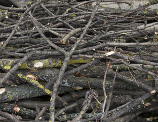Pile of chopped firewood
