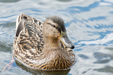 Common duck swimming