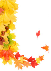 Naklejka na ściany i meble Bright autumn leaves frame