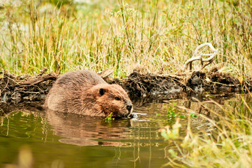 Adult beaver eating a plant on Isla Navarino, Patagonia. Beaver in a lake. Beaver in water in the evening.